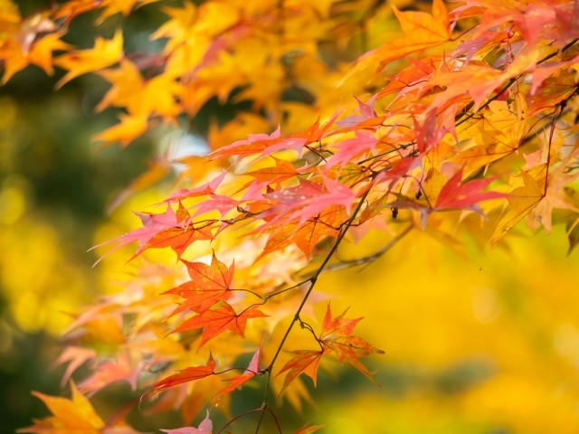 秋をイメージする赤く染まった紅葉